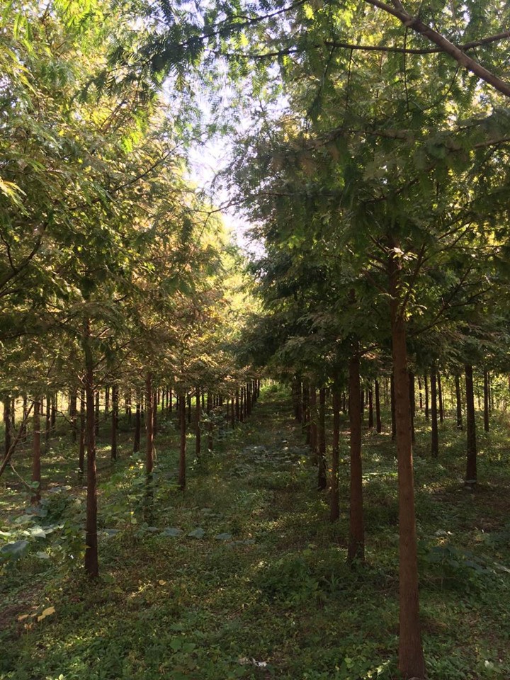 水杉種植基地